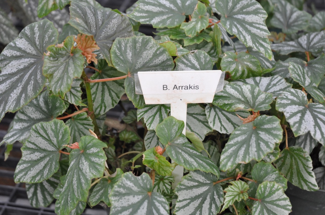 B. ‘Arrakis’